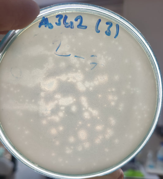 Acinetobacter baumannii bacteriophage 120342A
