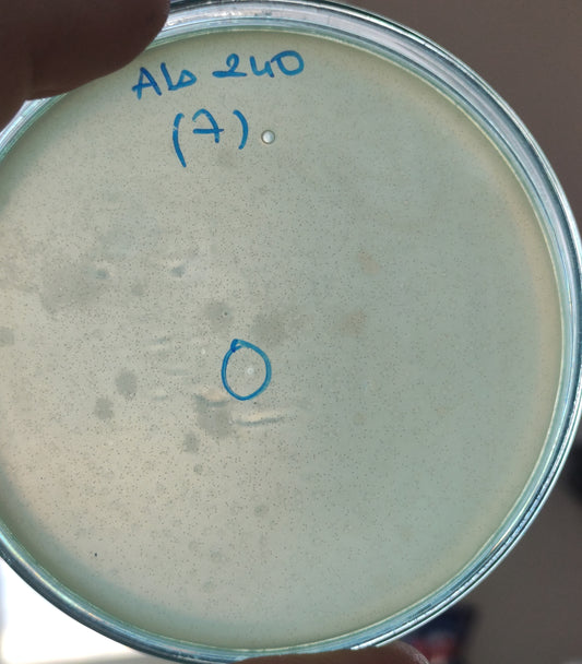 Acinetobacter baumannii bacteriophage 120240A