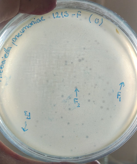 Klebsiella pneumoniae bacteriophage 181213F
