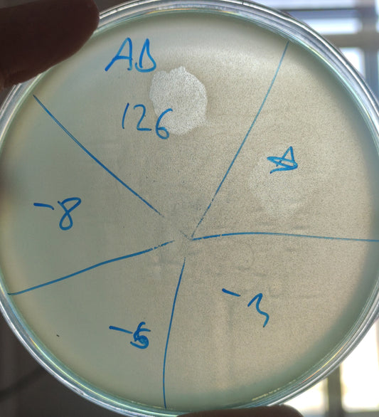 Acinetobacter baumannii bacteriophage 120126A