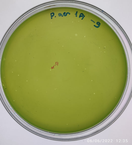 Pseudomonas aeruginosa bacteriophage 130001A