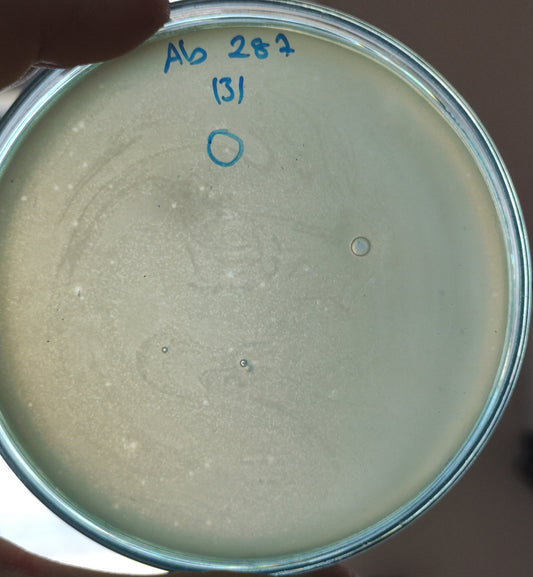 Acinetobacter baumannii bacteriophage 120287A