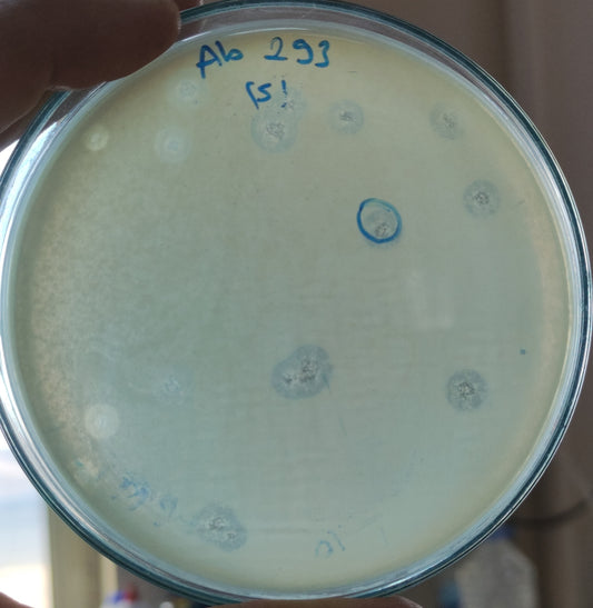 Acinetobacter baumannii bacteriophage 120293A