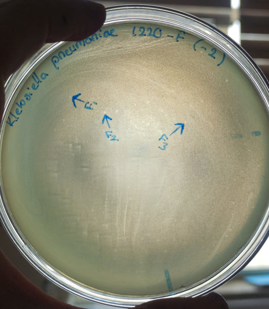 Klebsiella pneumoniae bacteriophage 181220F