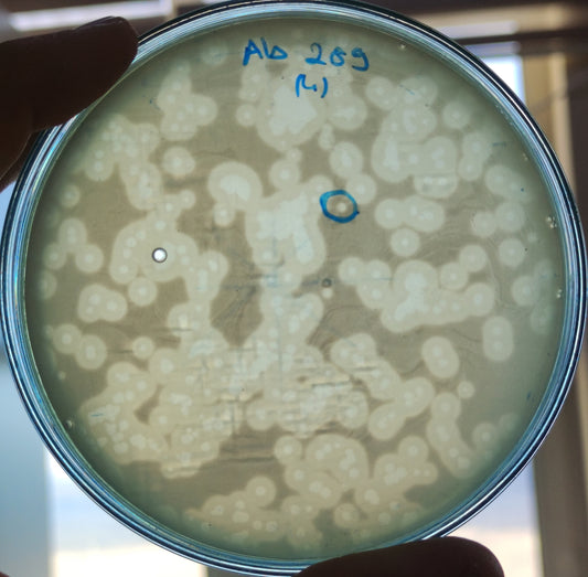 Acinetobacter baumannii bacteriophage 120289A